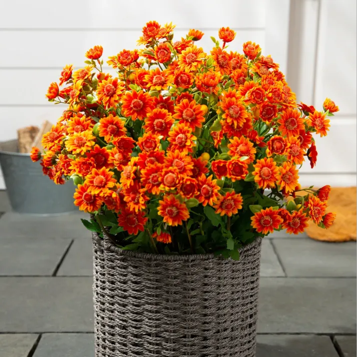 💥Last Day Each- Real-Look Sunset Mums-Waterproof & Windproof