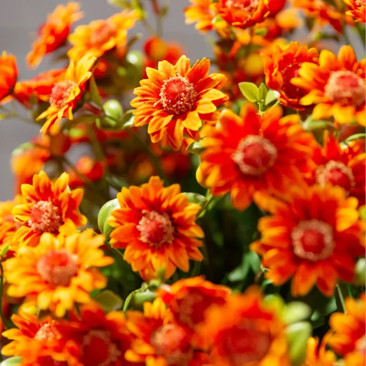 💥Last Day Each- Real-Look Sunset Mums-Waterproof & Windproof