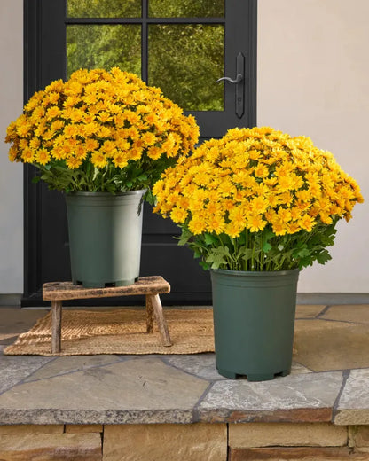 💥Last Day Each- Real-Look Sunset Mums-Waterproof & Windproof