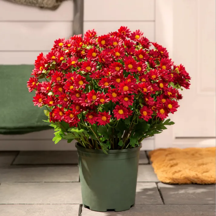 💥Last Day Each- Real-Look Sunset Mums-Waterproof & Windproof