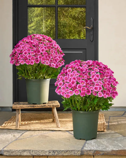 💥Last Day Each- Real-Look Sunset Mums-Waterproof & Windproof