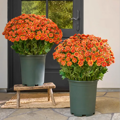 💥Last Day Each- Real-Look Sunset Mums-Waterproof & Windproof