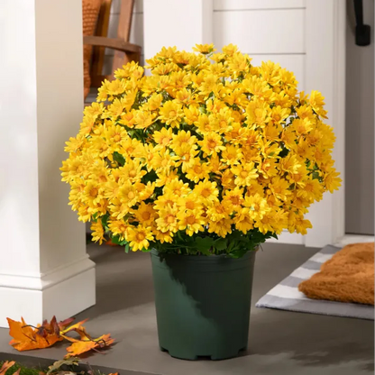 💥Last Day Each- Real-Look Sunset Mums-Waterproof & Windproof