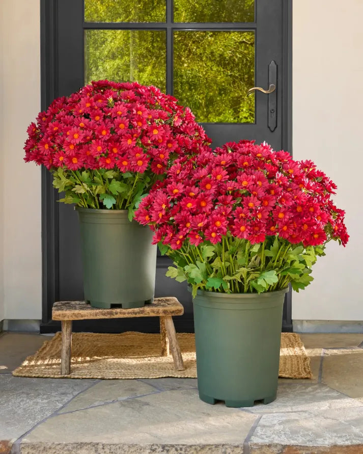 💥Last Day Each- Real-Look Sunset Mums-Waterproof & Windproof