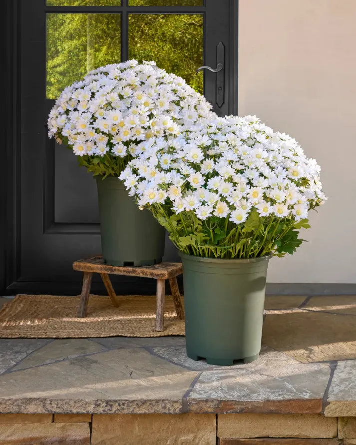 💥Last Day Each- Real-Look Sunset Mums-Waterproof & Windproof