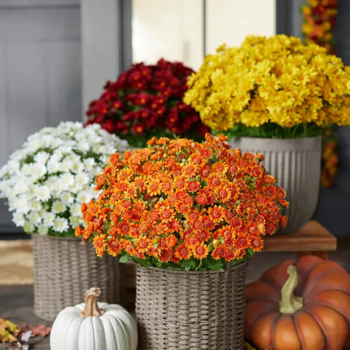 💥Last Day Each- Real-Look Sunset Mums-Waterproof & Windproof